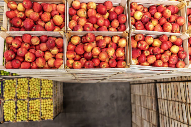 istock Apples in crates ready for shipping. Cold storage interior. 1300330271