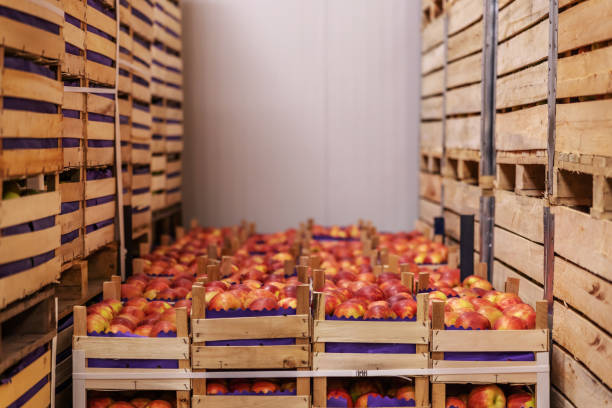 istock Apples in crates ready for shipping. Cold storage interior. 1300330303