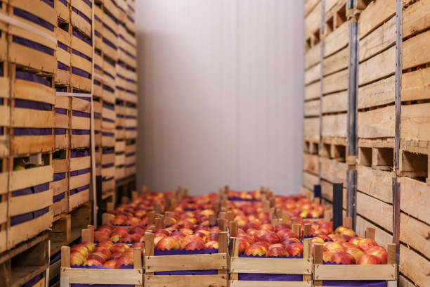 istock Apples in crates ready for shipping. Cold storage interior. 1300330404