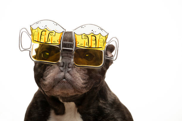 изображение собаки очки белый фон - printout color image food food and drink стоковые фото и изображения