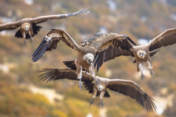 istock Griffon vultures flying in mist 1300333118