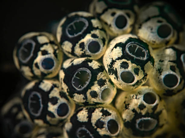 förföljd grön ascidian, pilz-seescheide (nephteis fascicularis) - ascidiacea bildbanksfoton och bilder