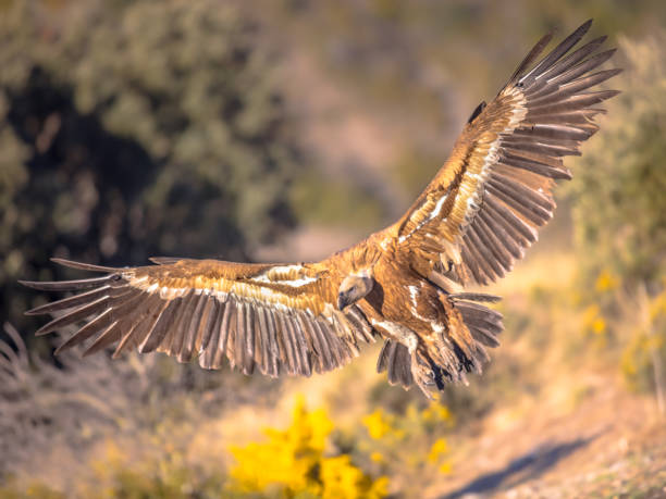 istock Griffon vulture flying and landing 1300333714