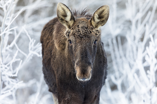 Moose in natural habitat at winter time