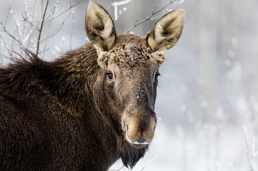 Moose in natural habitat at winter time