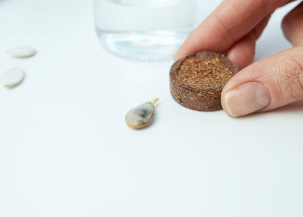 istock Tools, pressed ground for seedlings, seeds. Gardening at home. Growing plants at home. Selective focus 1300336264