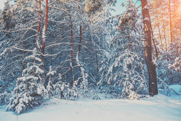 istock Snowy forest on a sunny winter day. Pine trees covered with snow. Winter nature 1300336858