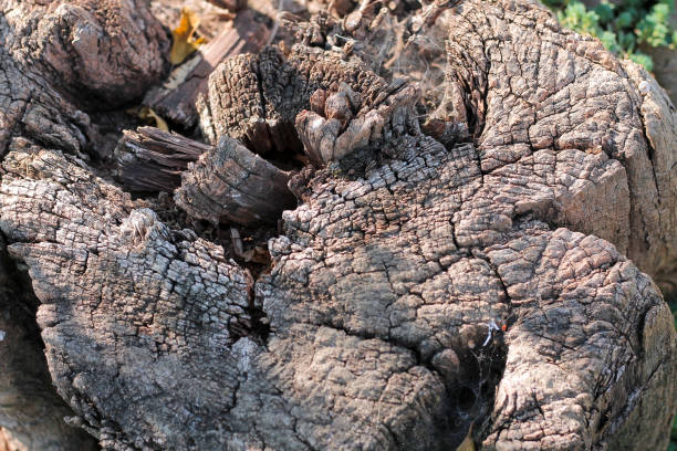 istock Texture of a dark old big stump of large tree with deep and wide cracks 1300338061