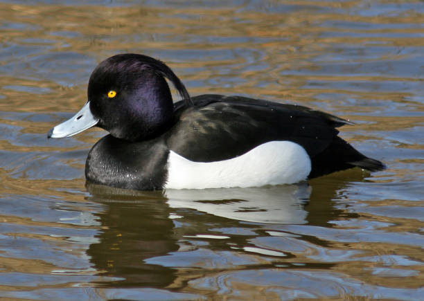 istock Male Tufted duck on the water. Close up view 1300338528