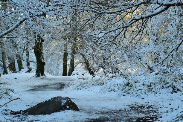 istock winter snow in the woods 1300338535