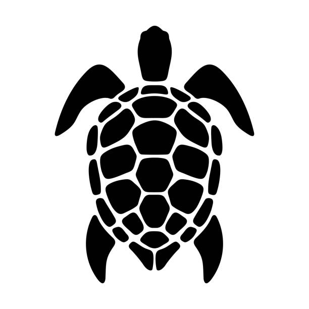 illustrations, cliparts, dessins animés et icônes de tortue. silhouette noire vectorielle. - tortue aquatique