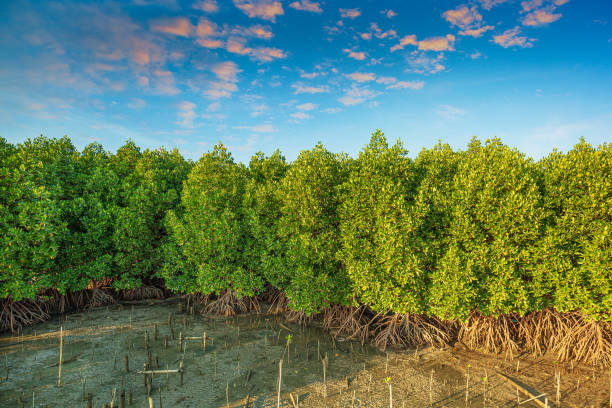 istock Red mangrove forest and shallow waters in a Tropical island ,Mangrove Forest, Mangrove Tree, Root, Red, Tree 1300342012