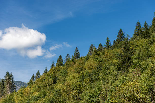 夏の緑の森 - イタリアアルプスヴァル・ディ・フィエンメ・トレンティーノイタリア - tranquil scene trentino european alps dolomites ストックフォトと画像