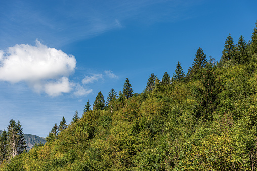 Closeup of a green forest in summer with evergreen and deciduous trees on blue sky with clouds. Alps, Val di Fiemme, Trentino-Alto Adige, Trento province, Italy, Europe.