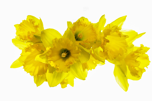 yellow cheerful daffodil flowers isolated on white background