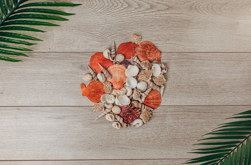 Bunch of seashells and palm tree branches on wooden background. Top view. Flat lay concept.