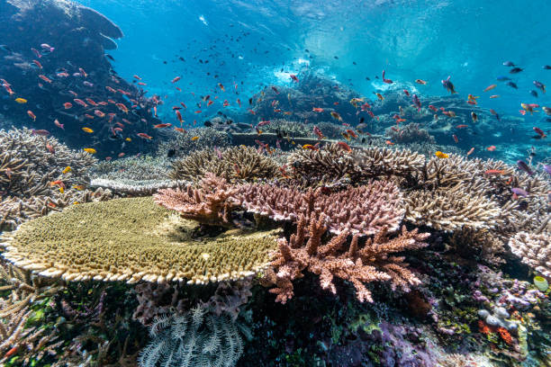 istock Explosion of life underwater 1300348464