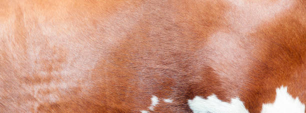 istock abstract red and white pattern on side of cow 1300348841