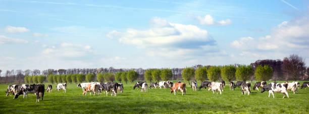 istock herd of holstein cows in dutch meadow in spring with willows in the background 1300348849