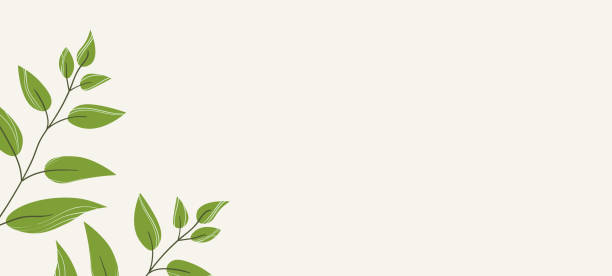 istock Floral web banner with drawn color exotic monstera leaves. Nature concept design. Modern floral compositions with summer branches. Vector illustration on the theme of ecology, natura, environment 1300348961