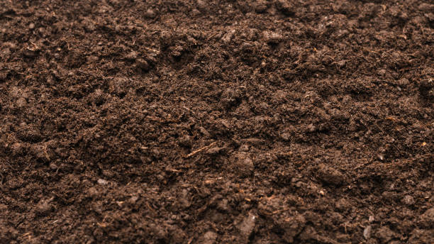 istock Black land for plant background. 1300349017