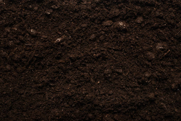 istock Black land for plant background. 1300349067