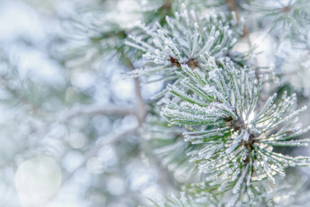 istock Pine branches in the frost 1300350015