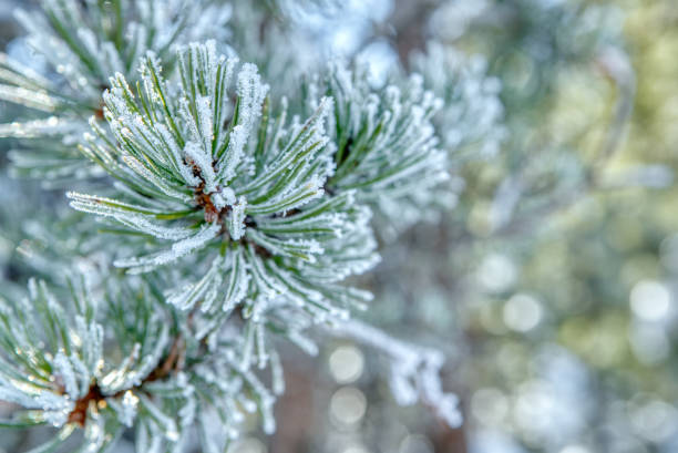 istock Pine branches in the frost 1300350039