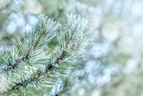 istock Pine branches in the frost 1300350085