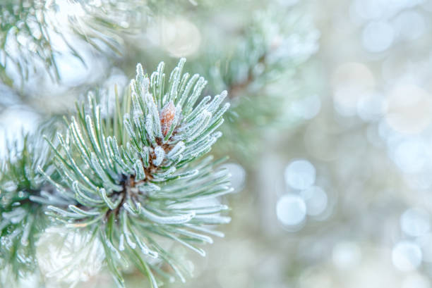 istock Pine branches in the frost 1300350104