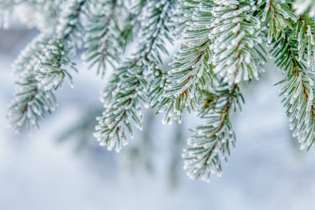 istock Nature winter background with snowy fir tree branches 1300350138