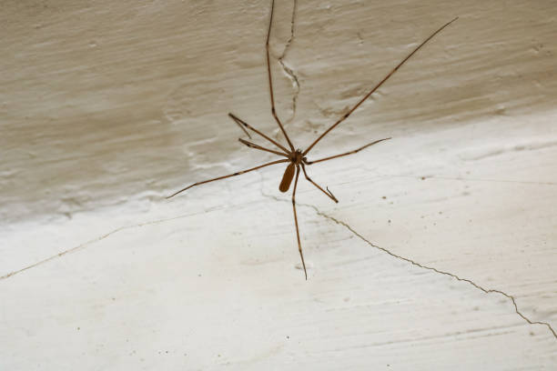istock Spider with long legs on the wall close up 1300350197
