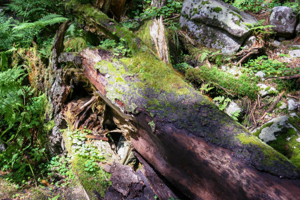istock moss on the tree in mountain forest outdoor 1300351161