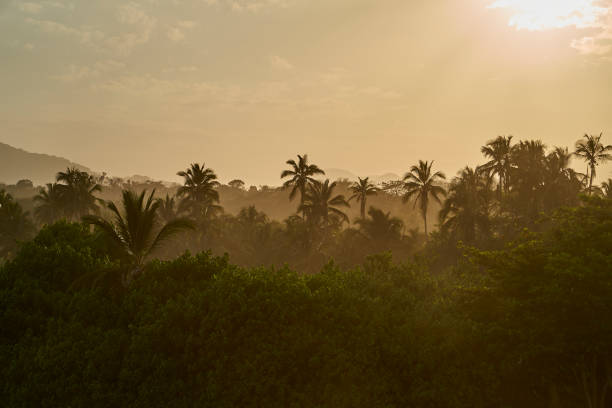 coucher du soleil chaud et chaud d’or au-dessus d’une forêt brumeuse de palmiers au parc national de tayrona sur la côte atlantique de la colombie dans les caraïbes, amérique du sud - magdalena photos et images de collection