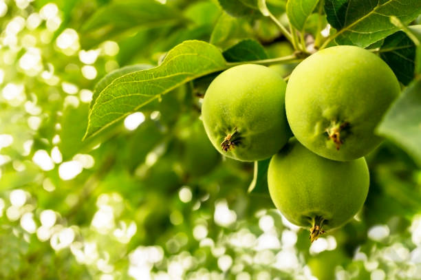 istock Young green apples close-up on a branch in the sunlight. Apple tree, fruit ripening 1300351599