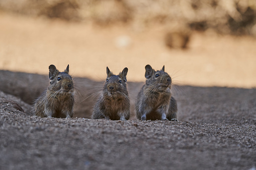 3 cute little Degus, Octodon, octodontid rodents native to South America. Group of Degu sitting at their den in the arid landscape of the atacama desert in Chile at chinchilla sanctuary