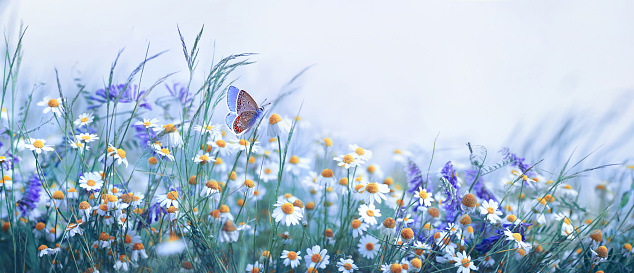 Beautiful wild flowers chamomile, purple wild peas, butterfly in morning haze in nature close-up macro. Landscape wide format, copy space, cool blue tones. Delightful pastoral airy artistic image.