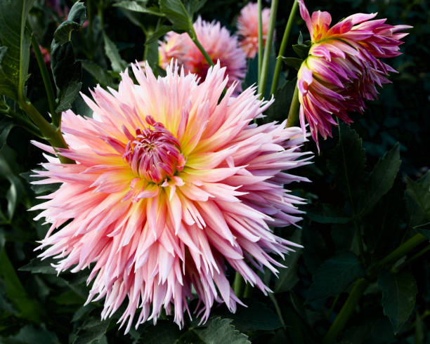 istock Shaggy Chic Dahlia 1300354294