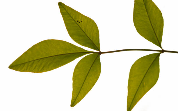 istock nandina leaves close-up 1300355710