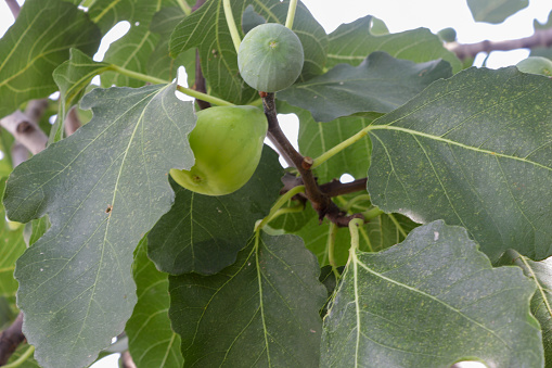 figs on the branch of the fig tree still unripe, in the summer in the province of Salamanca, Spain