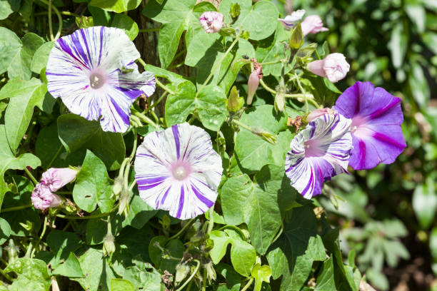 istock Beautiful wild flowers in a natural environment. 1300357871