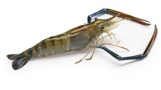 630+ Giant Freshwater Prawn Stock Photos, Pictures & Royalty-Free Images -  iStock