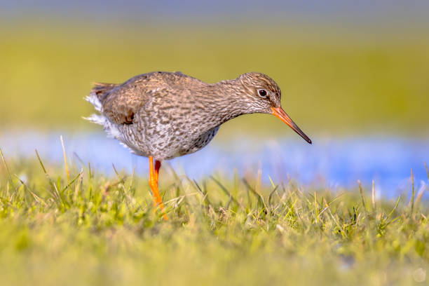 istock Common redshank wader bird in wetland 1300358551