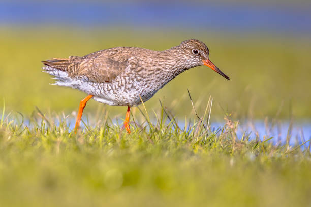 istock Common redshank wader bird in wetland 1300358726