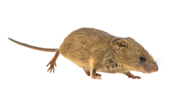 istock Cute harvest mouse isolated on white background 1300359711