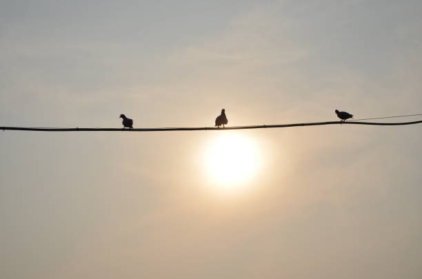 istock Three pigeons sitting on a cable. sun, backlight, silhouette, day, sky, afternoon. India, winter. 1300359744