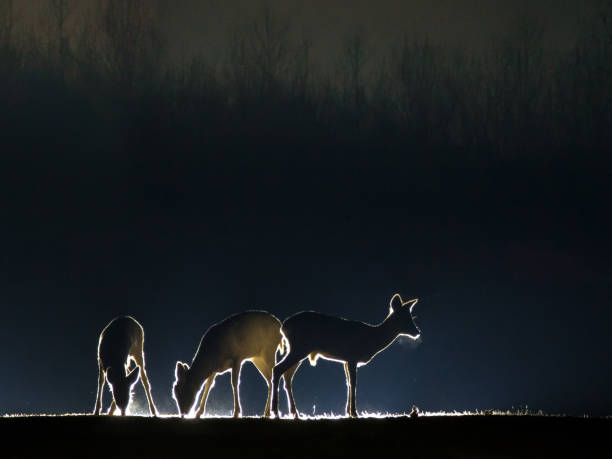 ciervo roe en el claro - nocturnal animal fotografías e imágenes de stock