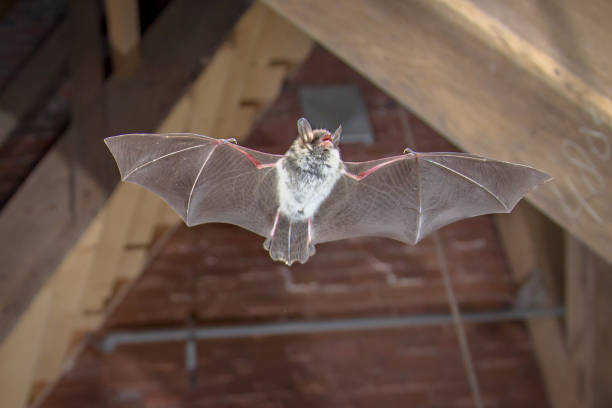 Natters bat flying inside building Flying Natterer's bat (Myotis nattereri) action shot of hunting animal on wooden attic of city church. This species is know for roosting and living in urban areas in Europe and Asia. echolocation photos stock pictures, royalty-free photos & images