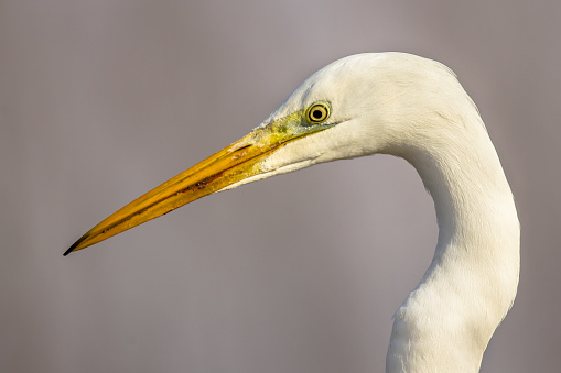 Portrait of Great white Egret (Ardea alba) at Lake Csaj, Kiskunsagi National Park, Pusztaszer, Hungary. February. It is a large, widely distributed egret, with four subspecies found in Asia, Africa, the Americas, and southern Europe.