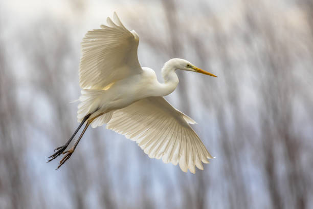 Great white Egret flying Great white Egret (Ardea alba) flying at Lake Csaj, Kiskunsagi National Park, Pusztaszer, Hungary. February. It is a large, widely distributed egret, with four subspecies found in Asia, Africa, the Americas, and southern Europe. heron photos stock pictures, royalty-free photos & images